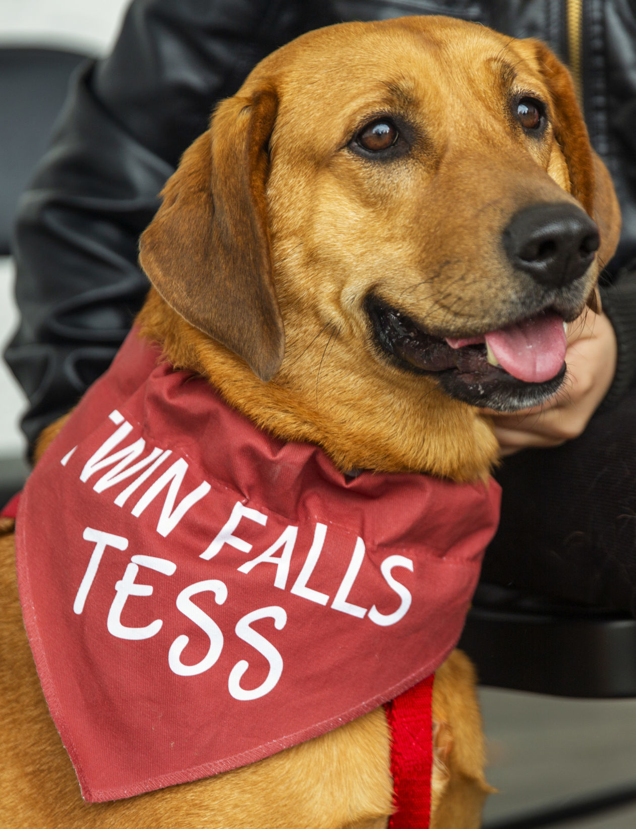 Twin Falls Tess